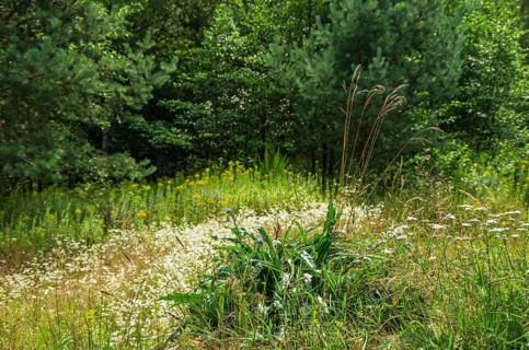 Picturesque landscape and vegetation in the Königsbrücker Heide Nature Reserve, former Soviet Army