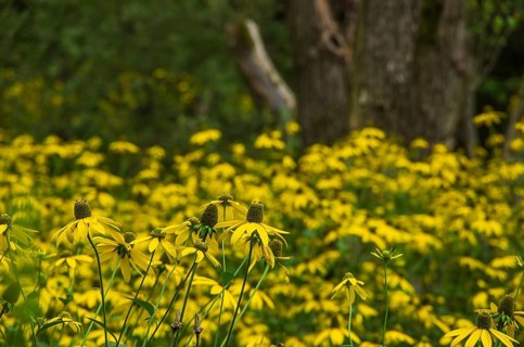 Vegetation of yellow coneflower, echinacea, in the Königsbrücker Heide nature reserve, former