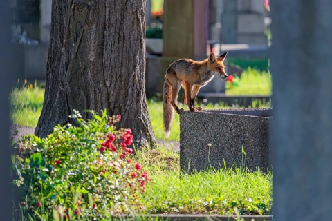 A mature red fox (Vulpes vulpes) stands on the edge of a water basin in a cemetery on a sunny day
