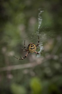 Specimen of the wasp spider, Argiope brünnichi, in a nature reserve, Königsbrücker Heide, Saxony,