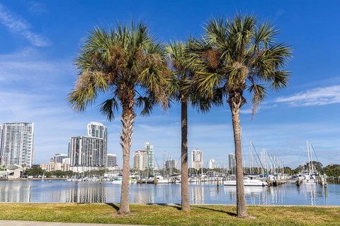 Saint Petersburg Florida promenade on Tampa Bay with palm trees in Downtown St Petersburg, USA