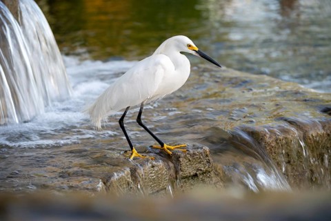 Free-living grey heron (Egretta thula) at a fountain, Buenos Aires, Argentina