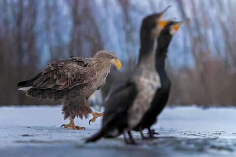 White-tailed eagle (Haliaeetus albicilla) adult bird on the water and on the ice, hunting,