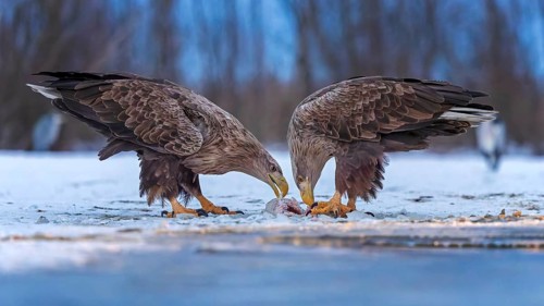 White-tailed eagle (Haliaeetus albicilla) adult bird on the water and on the ice, hunting,