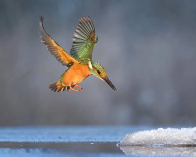 Kingfisher (Alcedo atthis) Winter and frost, hunting with fish, prey, frozen lake, ice-free,