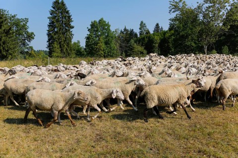 Sheep (Ovis), Fauser sheep farm, landscape conservation, mammals, herd, Pfronstetten, Swabian Alb,