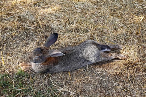 Domestic rabbit (Oryctolagus cuniculus forma domestica), hare lying in straw, Berghülen, Swabian