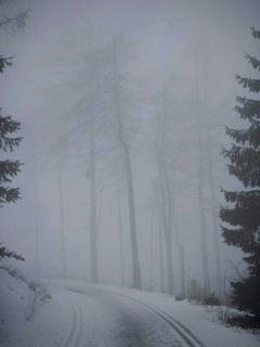 Curved foggy forest trail that is lined with tall trees and looks twilight, mystical, Rennsteig,