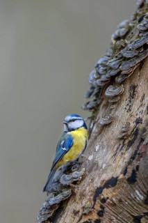 A blue tit (Cyanistes caeruleus) inspecting the branch of a beech tree, covered with butterfly