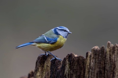 Although the blue tit (Cyanistes caeruleus) is a frequent visitor to the feeding site, in the end