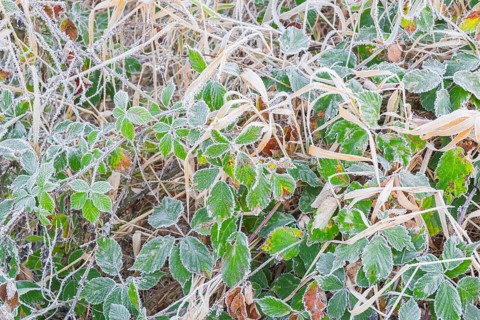 View of frozen leaves of a blackberry (Rubus sect. Rubus), Wehden, Cuxhaven, Lower Saxony, Germany