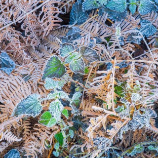 View of frozen bracken fern (Pteridium aquilinum) and stinging nettles (Urtica), Wehden, Cuxhaven,