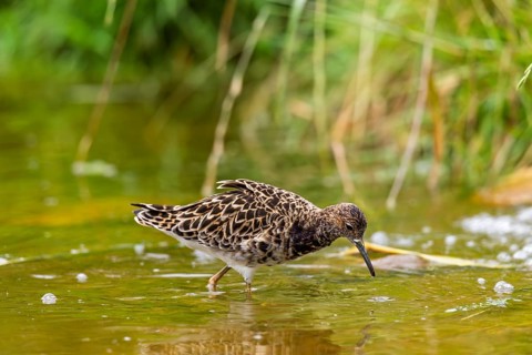 A female ruff (Calidris pugnax) searching for food in shallow water. Northern Poland