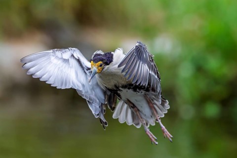 A male ruff (Calidris pugnax) in flight. Northern Poland