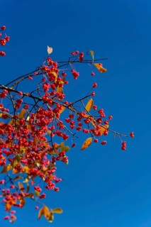 European monkshood (Euonymus europaeus), flowering shrub, red flowers in autumn, blue sky,