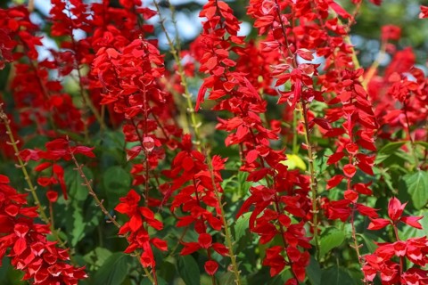Fire sage (Salvia splendens), scarlet sage, garden plant, perennials red flowers, flowers, plants,