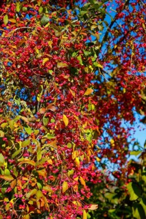 European monkshood (Euonymus europaeus), flowering shrub, red flowers in autumn, Großengstingen