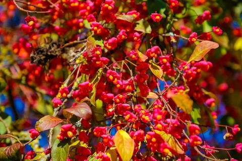 European monkshood (Euonymus europaeus), flowering shrub, red flowers in autumn, Großengstingen