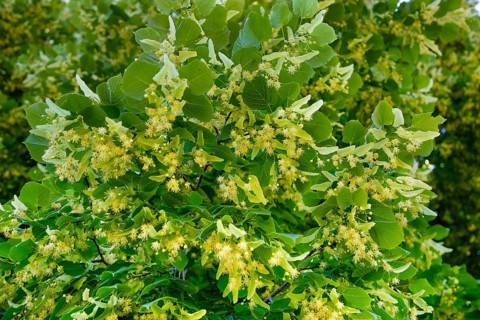 Lime blossoms of the lime tree (Tilia), summer lime tree, medicinal plant, remedy, household