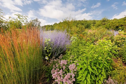 Grasses, blue rue (Perovskia atriplicifolia), silver shrub, silver perovskia, purple flowers,