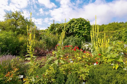 Mullein (Verbascum), climbing plants at the back, various plants, bed, Botanical Garden of the