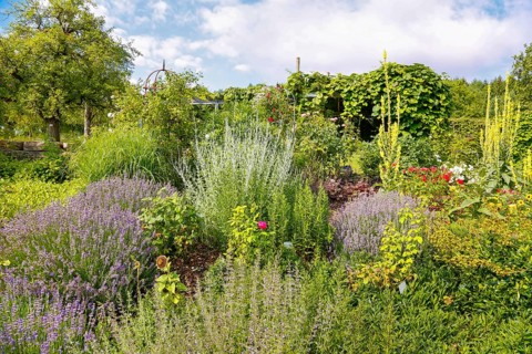 Bed, various plants, mullein (Verbascum) at the back right, Botanical Garden of the University of