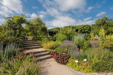 Stairs, path, climbing plants, various plants, mullein (Verbascum) at the back right, bed,