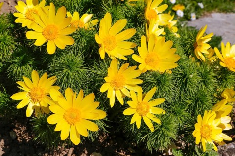 Adonis (Adonis), Ranunculaceae, yellow flowers, Botanical Garden of the University of Ulm,