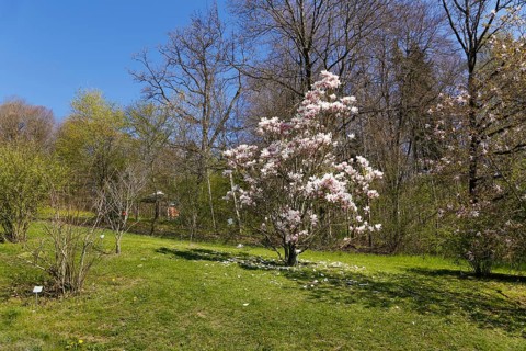 Magnolia, magnolia tree, ornamental shrub, spring bloomer, white flowers, pink-coloured, in the