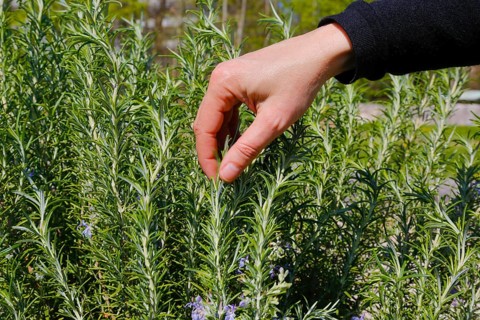 Rosemary (Salvia rosmarinus), herb garden, apothecary garden, Frauenhand, Botanical Garden of the