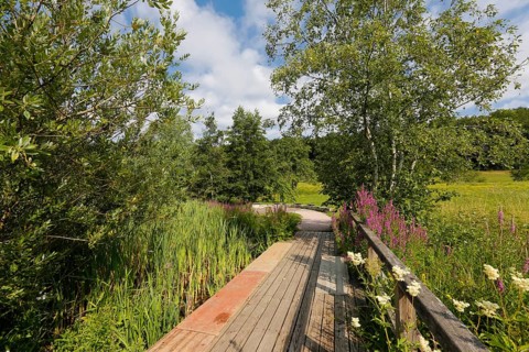 Wooden walkway on pond, wetland, pond, body of water, small lake, grasses, meadow, lawn, Ulm