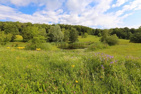 Pond, wetland, pond, body of water, small lake, grasses, meadow, lawn, Ulm University Botanical