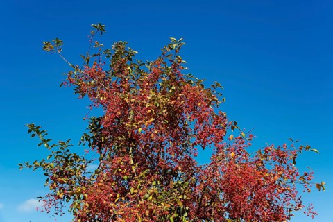 European monkshood (Euonymus europaeus), flowering shrub, red flowers in autumn, blue sky,