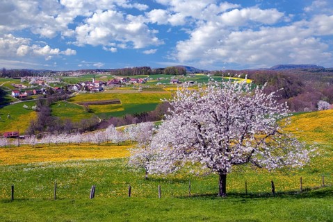 Blooming cherry trees near Kilchberg, Canton of Basel-Landschaft, Switzerland