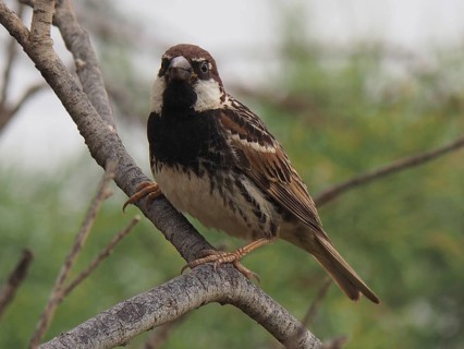 A sparrow, willow sparrow (Passer hispaniolensis), curiously observing the surroundings from a