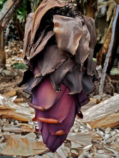Large purple banana flower of Canary Island banana (Musa acuminata colla) with wilted leaves, La