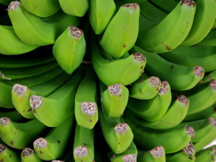 Detailed view of green Canary bananas (Musa acuminata colla) with visible fruit structure, La