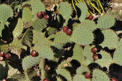 Group of green cactus leaves with red fruits and spines, prickly pear cactus (Opuntia