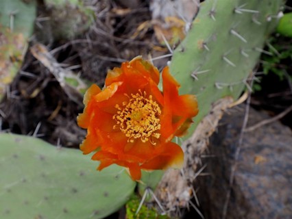 Orange flower on a green, prickly cactus, prickly pear (Opuntia ficus-indica), in front of a stony