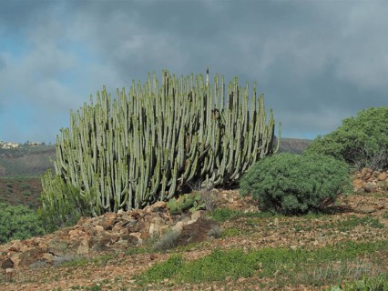 Large cactus, Canary Island spurge (Euphorbia canariensis), in a dry, rocky landscape under a