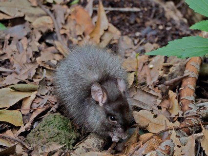 Norway rat (Rattus norvegicus) with thick fur hiding in the forest floor, La Palma, Canary Islands,