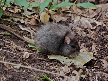 A Norway rat (Rattus norvegicus) with fuzzy fur exploring the forest floor, La Palma, Canary