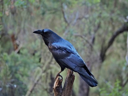 Canary Island Raven (Corvus corax canariensis) sitting on a branch in a green, wooded environment,