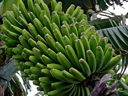 Close-up of a green banana bunch of Canary Island banana (Musa acuminata colla) with view of the