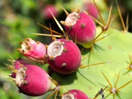 Red cactus fruits with spines on a green cactus, prickly pear (Opuntia ficus-indica), in sunlight,