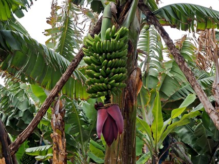 Banana bunch of Canary banana (Musa acuminata colla) surrounded by large green leaves of a banana