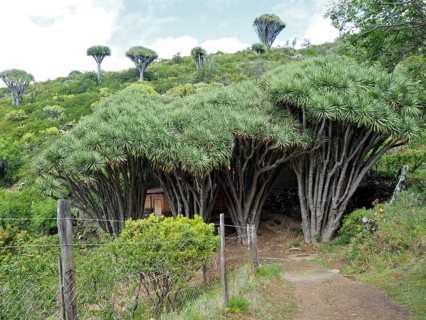 Dense forest of Canary Islands dragon trees (Dracaena draco) in a green landscape with scattered