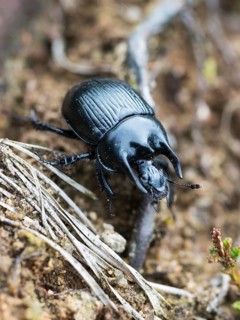 Glossy black bull beetle (Typhaeus typhoeus), male crawling on bare ground, barren soil, sandy soil