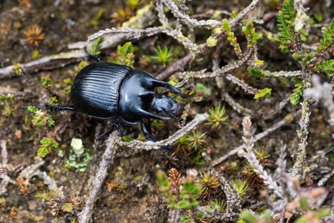 Glossy black bull beetle (Typhaeus typhoeus), male crawling, climbing over dried stems of heather