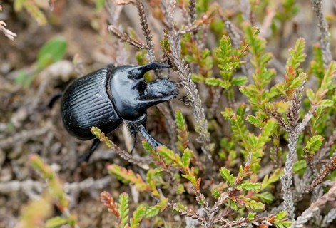Glossy black bull beetle (Typhaeus typhoeus), male crawling, climbing over stems of heather